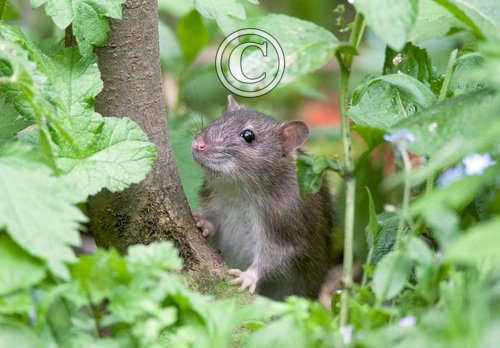 Brown Rat 2 DM0349